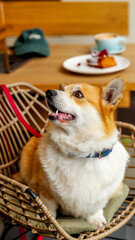 Adorable corgi dog sitting in a wicker chair at a cafe, looking up with interest.