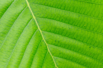 Big leaves of trees in nature, focus view of leaves