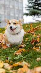 Happy corgi dog relaxing on a grassy hill surrounded by autumn leaves