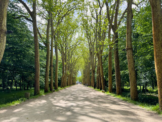 Majestic Tree Lined Path Leading to Chenonceaux Castle in the Loire Valley, France