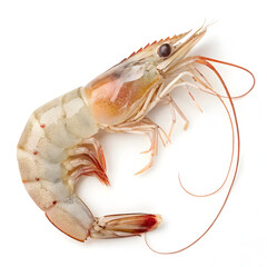 Raw single shrimp isolated on white background showcasing fresh seafood ingredient ideal for cooking, recipes, gourmet dishes,