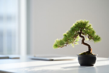 Bonsai Tree on Table Desk plant on bright table minimalist design home office equipment flat lay zen garden decoration miniature gardening