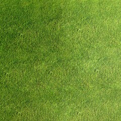 Green Grass Field Texture with Natural Lighting