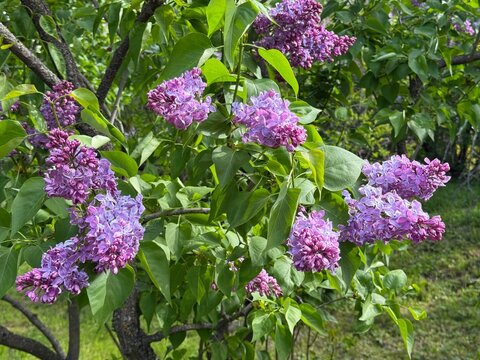 Flowering lilac tree in the spring garden.