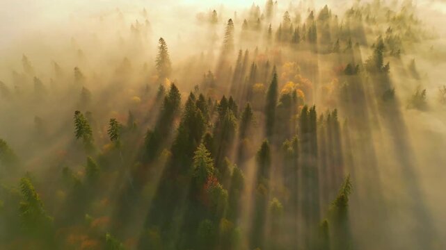 morning fog in the mountains of Romania, Borsec fog over the forest