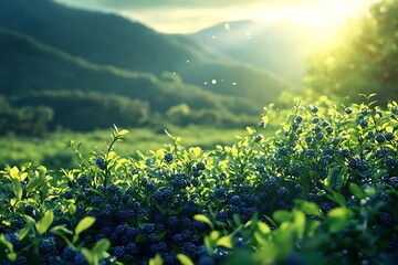 Sunrise over endless blueberry bushes high resolution picture