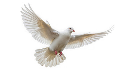 Obraz premium White dove in graceful flight with wings spread wide, a symbol