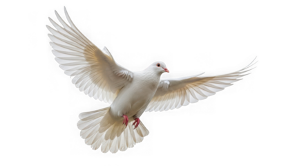 White dove in graceful flight with wings spread wide, a symbol