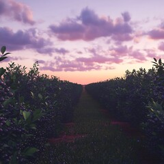 Warm sunset rays touching berry plants high resolution picture