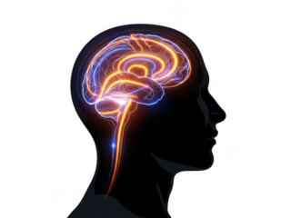 Vibrant neon brain illustration highlighting neural network activity and cognitive function transparent background