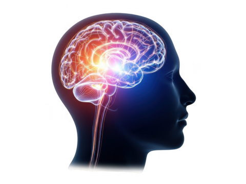 Glowing human brain activity visualized inside silhouette head for medical research transparent background
