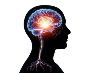 Glows with active neural pathways and brainstem connection transparent background
