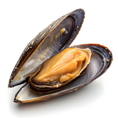 Raw mussel in a single unopened shell isolated on white background showcasing fresh seafood ingredient for cooking, recipes,
