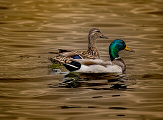 duck in the water