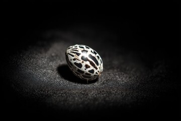 Speckled natural egg with dark background