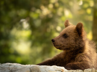 Fototapeta premium Bärenjunges beim Spielen