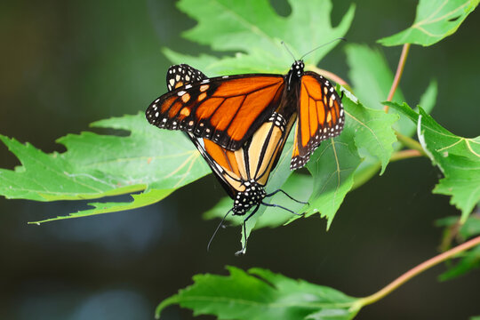 Two Monarch butterflies (Danaus plexippus) mating in a maple tree.  Shot in southwestern, Ontario, Canada.