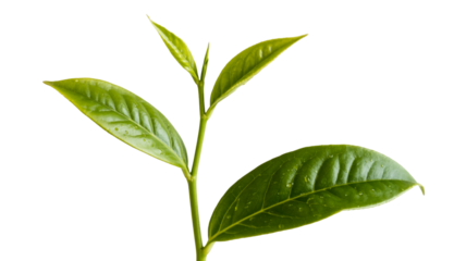 Fresh green tea leaves glistening with dew, a symbol of natural wellness and vitality, perfect for health ads