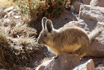 Viscacha in Lauca National Park, Chile