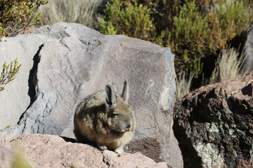 Viscacha in Lauca National Park, Chile