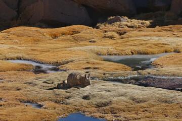 Viscacha in Lauca National Park, Chile