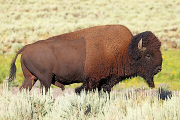 Bison portrait in Yellowstone National Park, USA