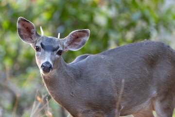 Very young black-tailed deer withy antlers, seen in the wild in a North California marsh