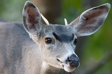 Obraz premium Very young black-tailed deer withy antlers, seen in the wild in a North California marsh