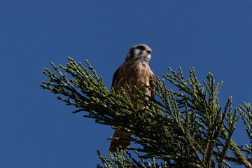 Close view of a female American kestrel perched, seen in the wild in North California