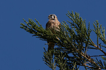 Close view of a female American kestrel perched, seen in the wild in North California