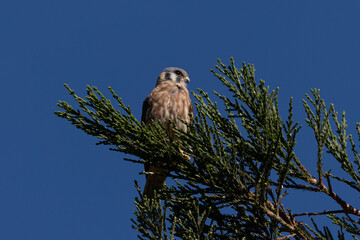 Close view of a female American kestrel perched, seen in the wild in North California
