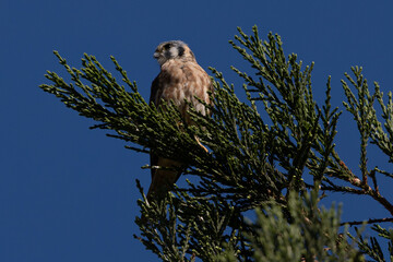 Close view of a female American kestrel perched, seen in the wild in North California