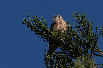 Close view of a female American kestrel perched, seen in the wild in North California