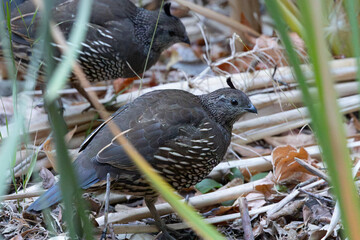 Close view of a female California quail, seen in the wild in North California