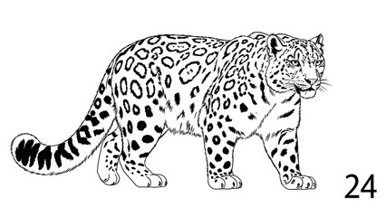 Elegant snow leopard illustration perfect for coloring books or wildlife educational materials, majestic feline