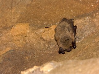 A small brown bat clings to the wall of a cave, its fur blending with the rugged texture of the cave wall. It rests there, serene.