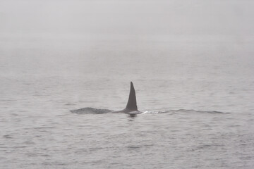 Large dorsal fin of a male Orca whale cutting through the foggy waters of Puget Sound, Washington, USA
