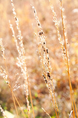 Fototapeta premium Autumn Scenery with Bright Colors & Detail in a nature park
