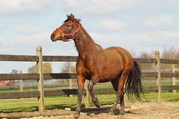 A majestic brown horse with a red halter stands proudly in a grassy enclosure under a sunny sky. A rural scene of equine beauty.