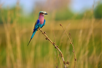 Lilac-breasted roller (Coracias caudatus) perched on a dry grass stem in soft, golden light. Vibrant colors. Ideal for: safari tourism, conservation stories, bird guides, and nature editorials.