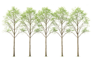 Obraz premium Five Young Green Trees Row Spring Deciduous Illustration