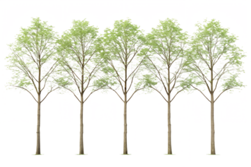 Five Young Green Trees Row Spring Deciduous Illustration