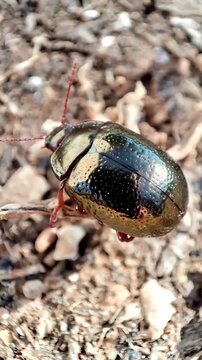   Chrysolina bankii. Escarabajo crisom&eacute;lido de Bank. Escarabajo de bronce.
