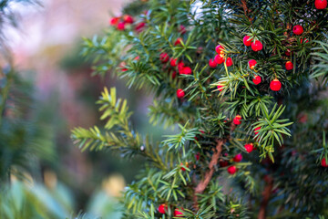 Yew tree with vibrant red berries and lush green foliage, showcasing the beauty of Taxus baccata in a serene woodland setting, perfect for nature enthusiasts and botanical studies