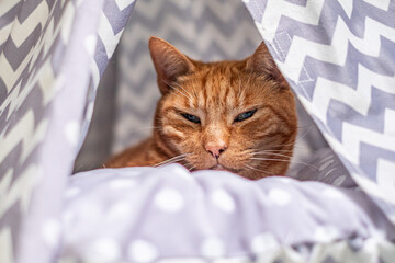 Ginger cat sleeping peacefully inside a cozy foldable tent, surrounded by soft polka dot bedding, embodying relaxation and comfort in a serene indoor environment