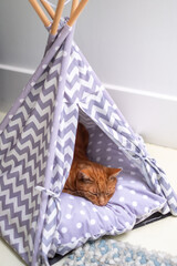Ginger cat peacefully sleeping inside a cozy foldable tent with a soft polka dot cushion, creating a serene atmosphere of comfort and relaxation