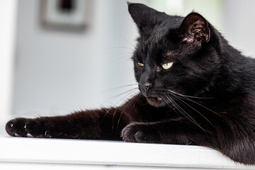 Black cat with striking yellow eyes lounging on a white surface, showcasing its sleek fur and relaxed demeanor, embodying a sense of calm and elegance in a cozy environment