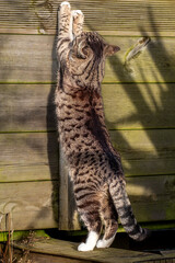 Striped cat with claws extended is scratching a wooden board, showcasing its natural behavior and playful spirit in a sunlit outdoor environment