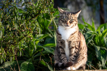 Striped domestic cat with white chest sitting gracefully among lush green foliage, showcasing a serene expression in a vibrant outdoor environment