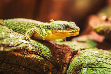 Green Lizard Resting on Mossy Log